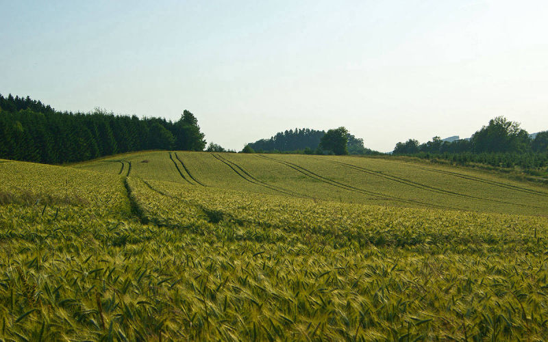 Kartoffeln aus eigenem Anbau