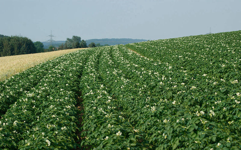 Kartoffelanbau