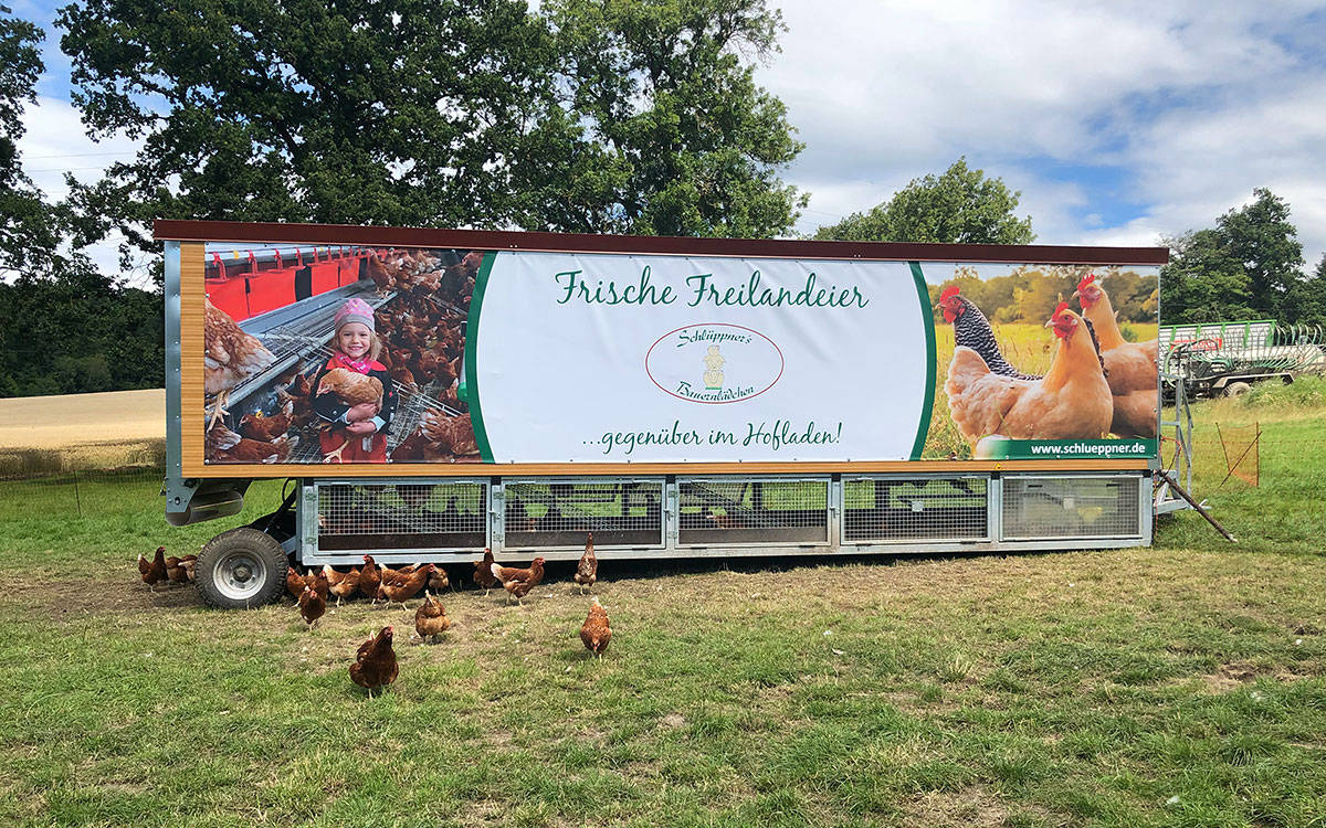 Freilandhühner